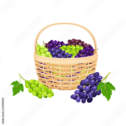 Clusters of Grape Gathered in Baskets for Further Usage Vector Illustration