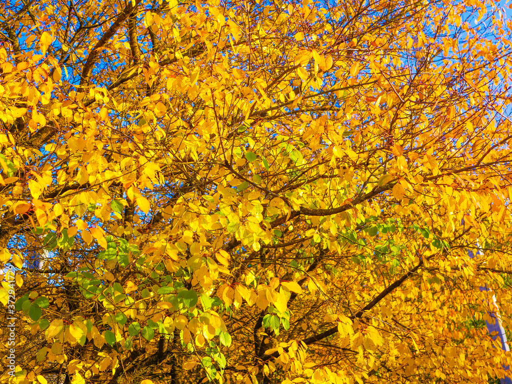 yellowed foliage on a tree close up yellowed foliage on a tree close up