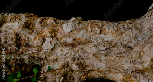 Canvas Print Tropical Texture:  Abstract tree bark detail with small leaf isolated on black b