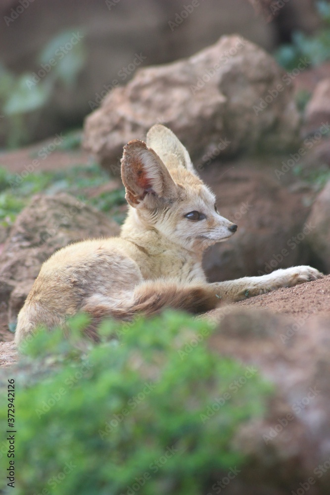 Obraz premium red tailed deer