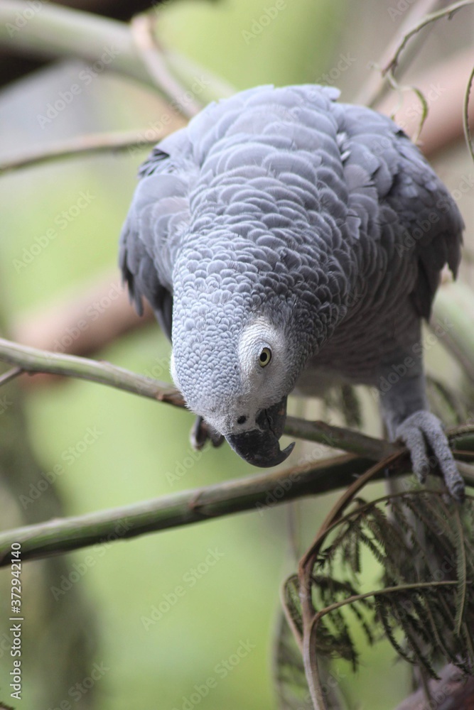 Obraz premium parrot on a branch