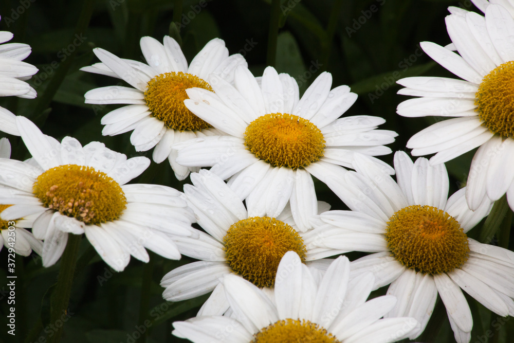 Fototapeta premium Daisy in the garden outdoors