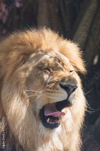 feeling sleepy 
lion - Panthera leo
