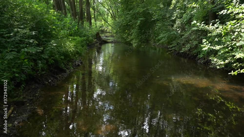 Forest river. Summer forest. Nature. Forest river. Summer forest. Nature.