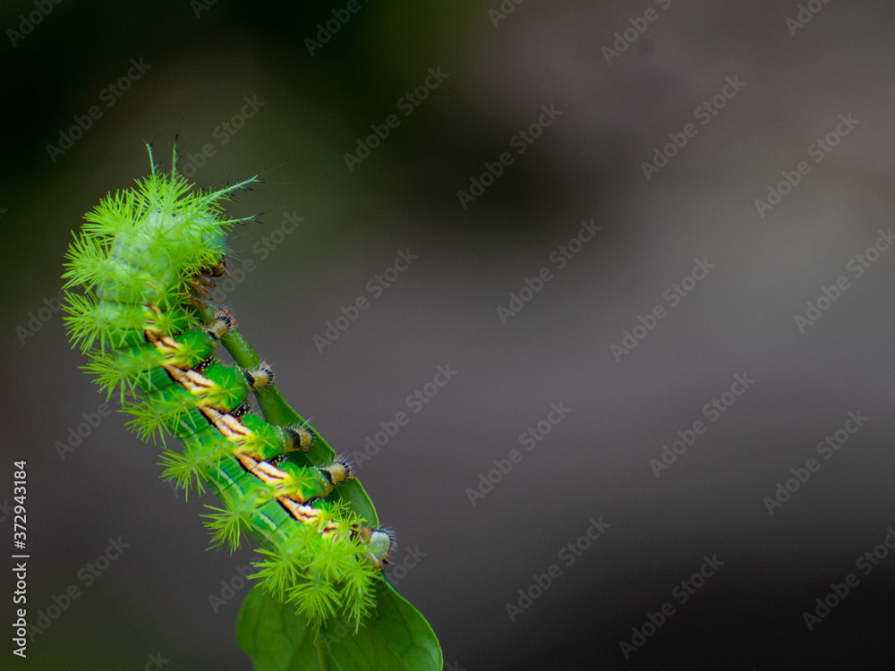 Naklejka premium Caterpillar Bokeh