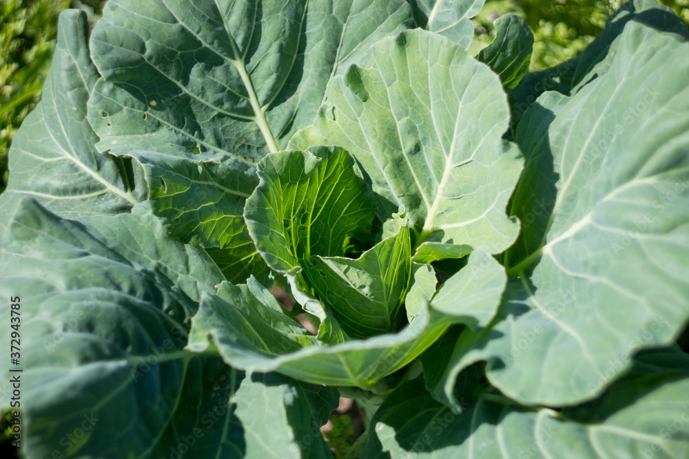 head of cabbage