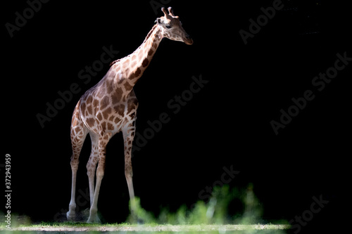 Photography portrait of a giraffe