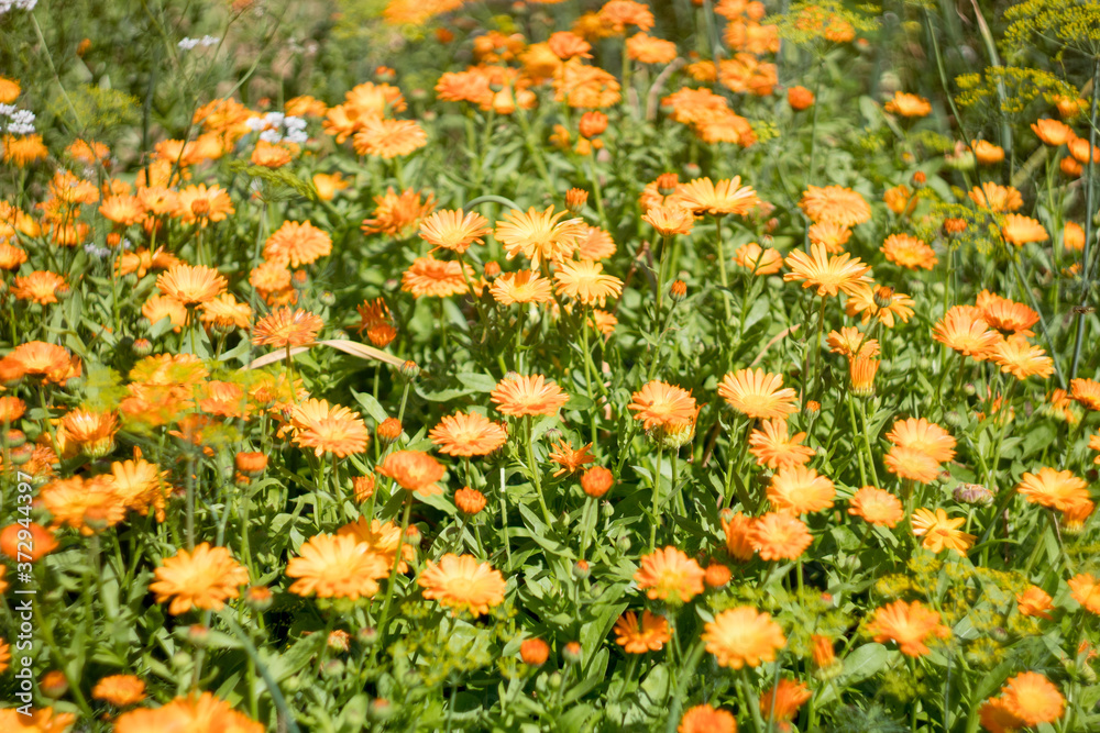 red calendula blooms in the garden