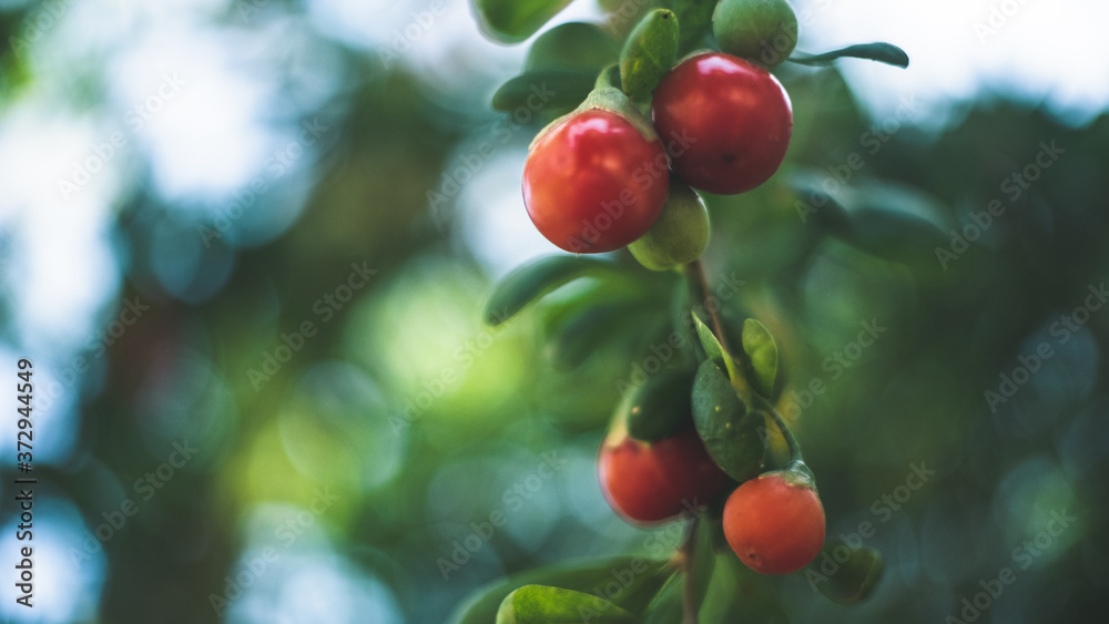 Fototapeta premium red apples on a branch