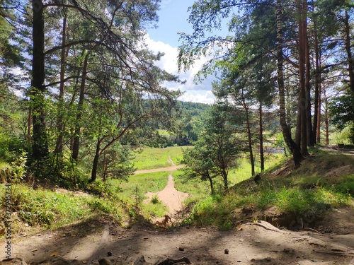 pine forest on the high bank of the river at the sunny day