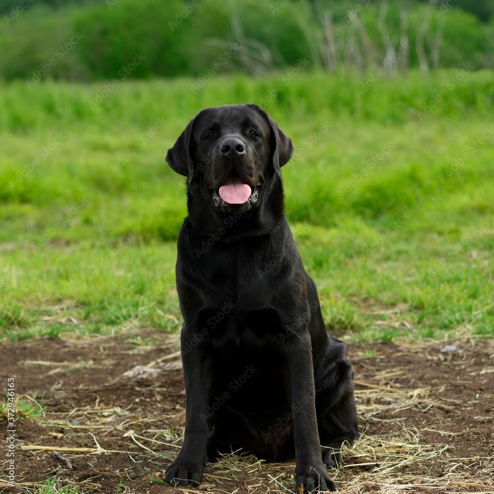 The happy Labrador Retriever is sitting on the ground in outdoors.
