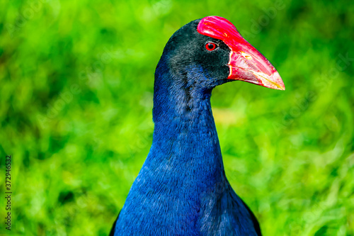 Pukekoes or Australasian swamphens are everywhere on the island. Western spring, Auckland, New Zealand