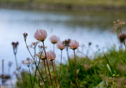 wild flowers on the shore of the lake