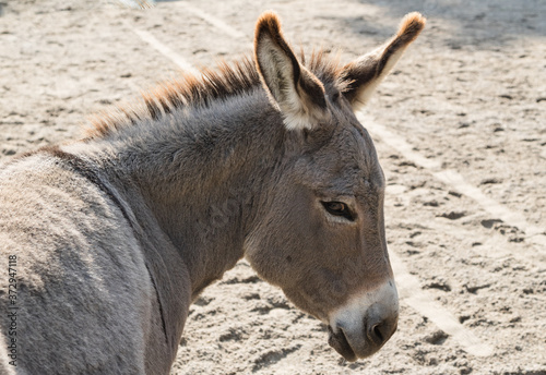 Cute, pensive donkey looking at me