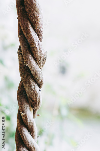 Close up sur une liane enroulée autour d'un arbre photo