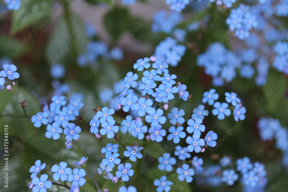flower fleur flower fleur