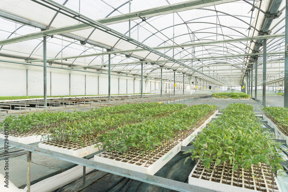 indoor ecological greenhouse with green leafy plants indoor ecological greenhouse with green leafy plants