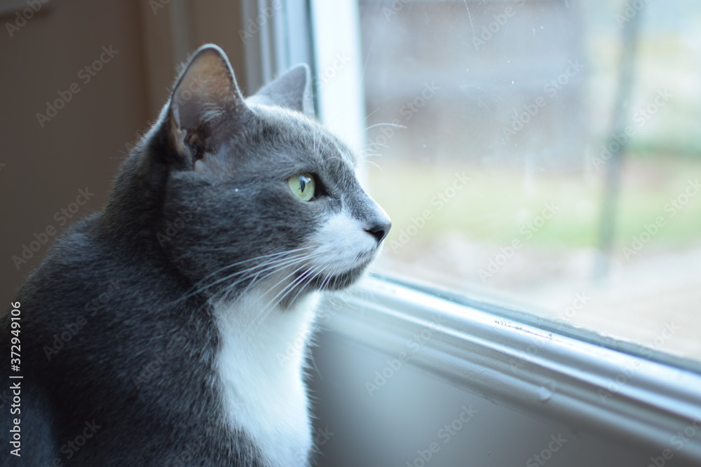 cat in window