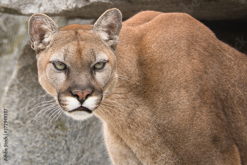 2020-08-20 A COUGAR, PUMA CLOSE UP WITH BEAUTIFUL EYES ON A ROCK LEDGE