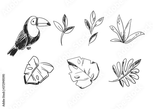 Ink sketch toucan bird and tropical leaves set isolated vector illustration