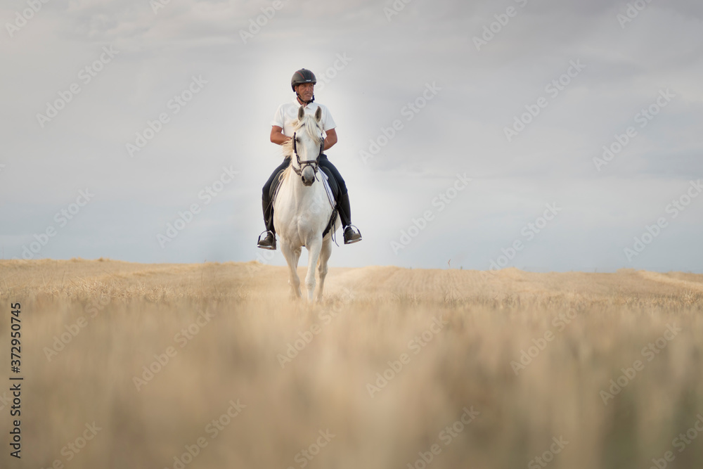 Obraz premium Rider on horseback walking through a mowed cereal field with his white horse. Horse riding in the open air.