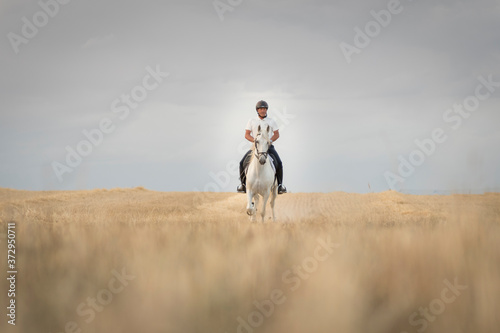 Rider on horseback walking through a mowed cereal field with his white horse. Horse riding in the open air.