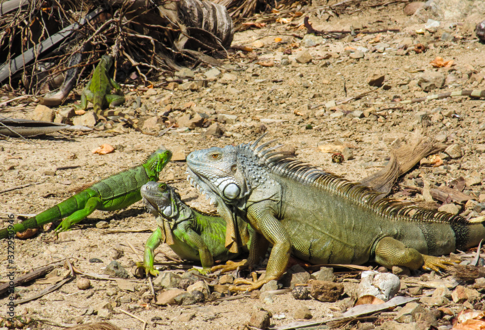 Four green iguanas meeting on arid ground Four green iguanas meeting on arid ground