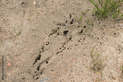 Ant hill, entrances and exits in the oven