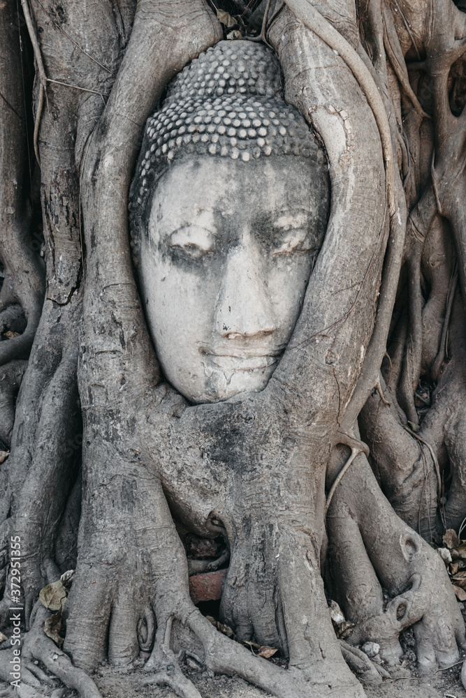 Buddha head in tree roots. Wat Mahathat Ayutthaya. Thailand.
