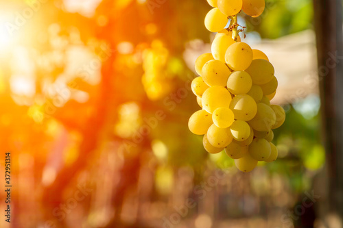 Close Up of Italian Grape Plantation in Summer before the Harvest. Perfect Background for Wine imagery and natural product promotion. White grape production for table in Italy