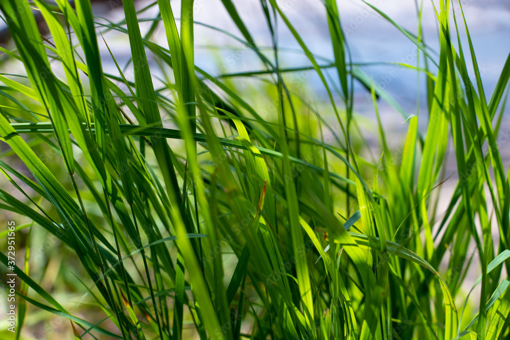 Seaside Grass Seaside Grass