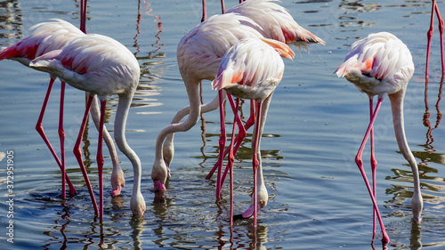 pink flamingos in the blue waters in wild life sanctuary