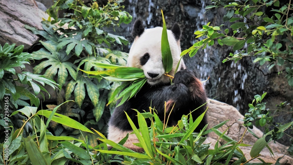Fototapeta premium giant pand eating bamboo