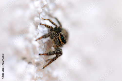 Springspinne photo
