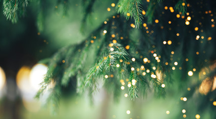 Christmas tree background