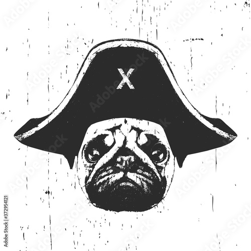 Portrait of Pug with a pirate hat. Vector. 