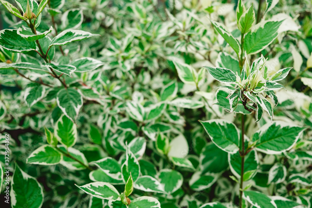 green leaves background. High quality photo