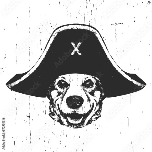 Portrait of Pembroke Welsh Corgi with a pirate hat. Vector. 
