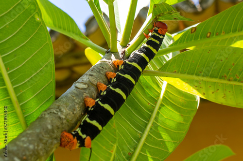 Beautiful black, orange and yellow caterpillar on a tree branch. Small animal that will become a butterfly. Selective focus. © Horacio Selva