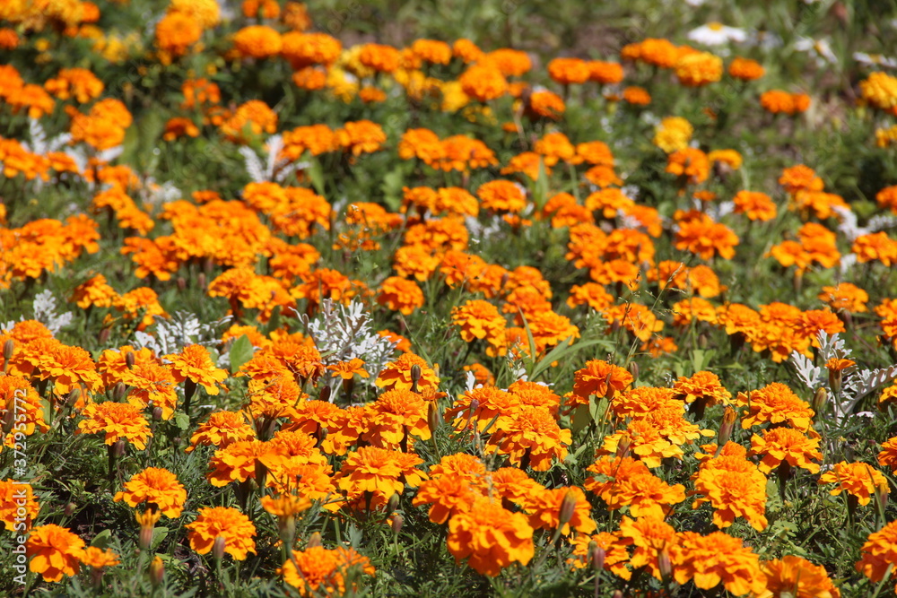 Bright orange velvets in the morning sun Bright orange velvets in the morning sun