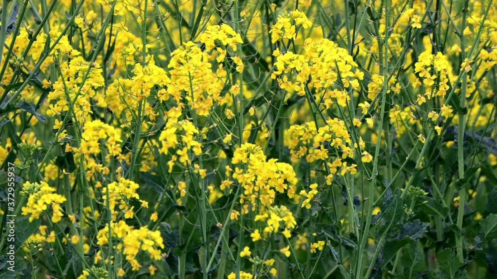 Yellow Canola Rape Seed Field, Brassica napus
Yellow Canola Rape Seed Field, Brassica napus