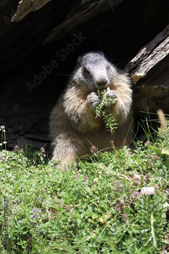 Marmotte qui mange