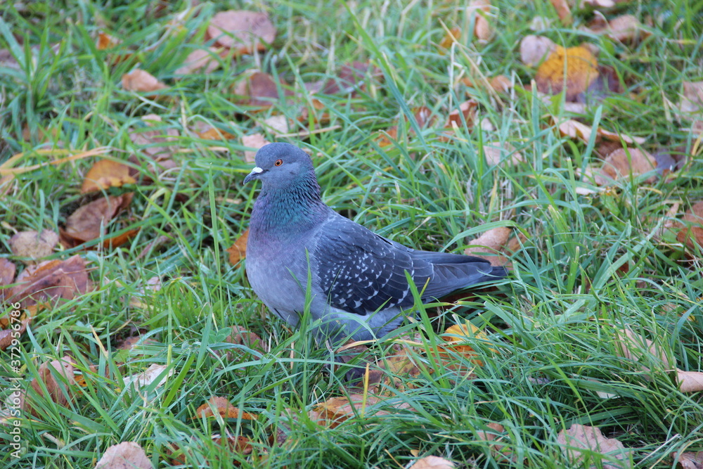 A blue-colored dove walks through fallen foliage in the Park A blue-colored dove walks through fallen foliage in the Park