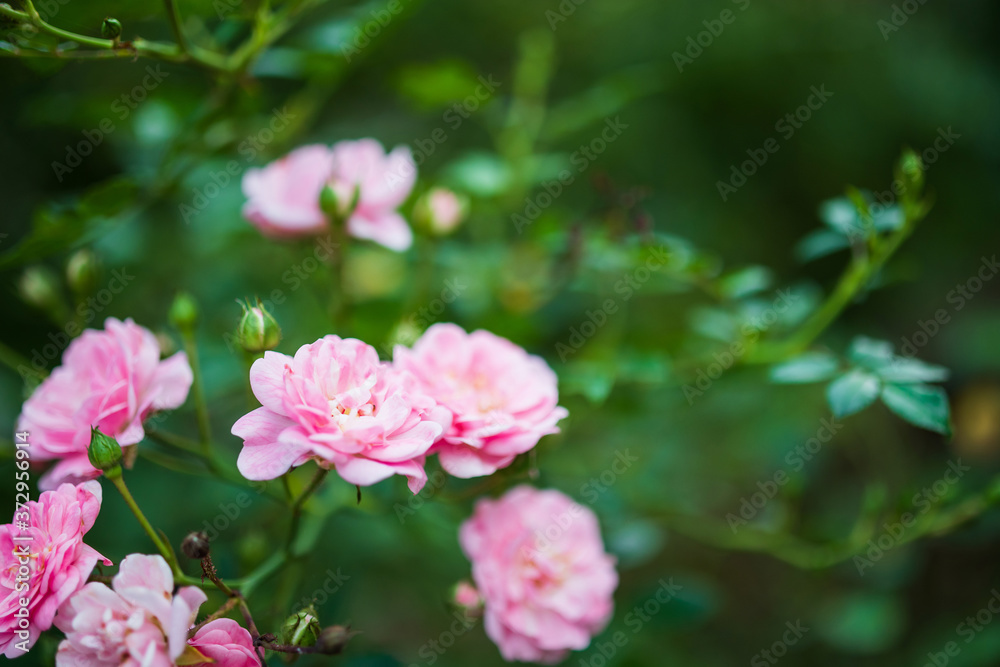 Beautiful colorful pink roses flower in the garden Beautiful colorful pink roses flower in the garden