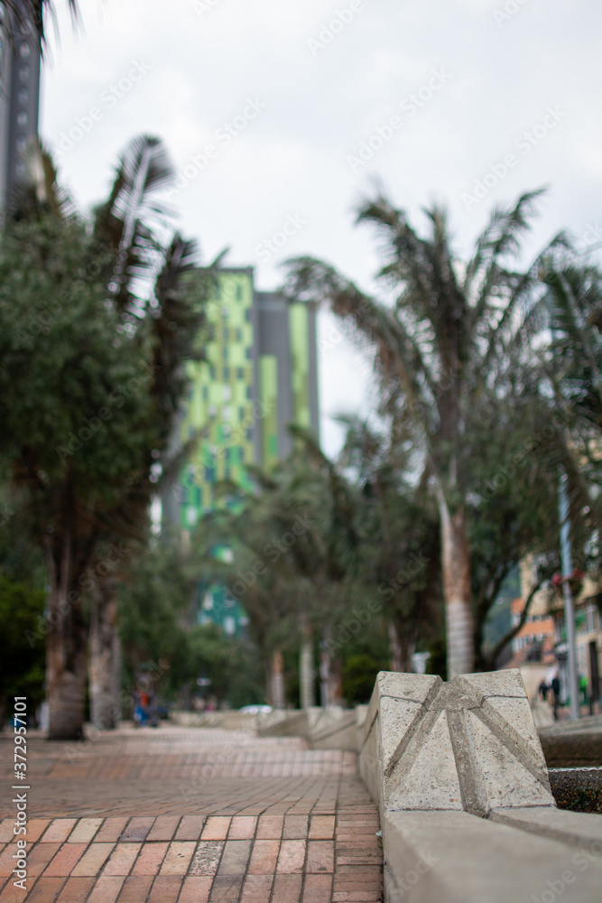 palm trees in the city