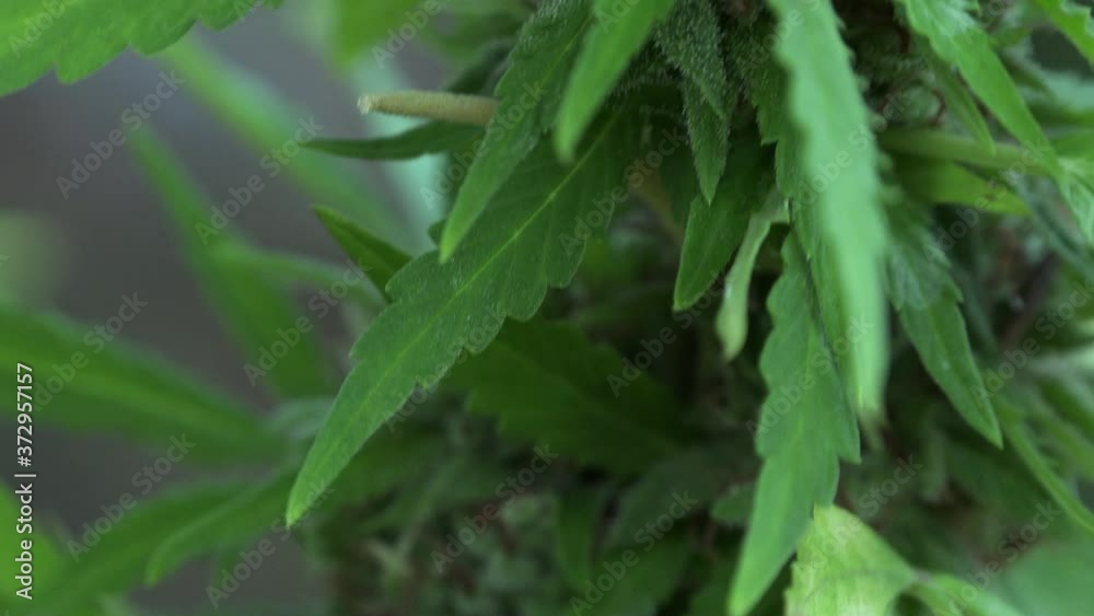 Flowering Cannabis Plant Leaf Grown For Medical Use