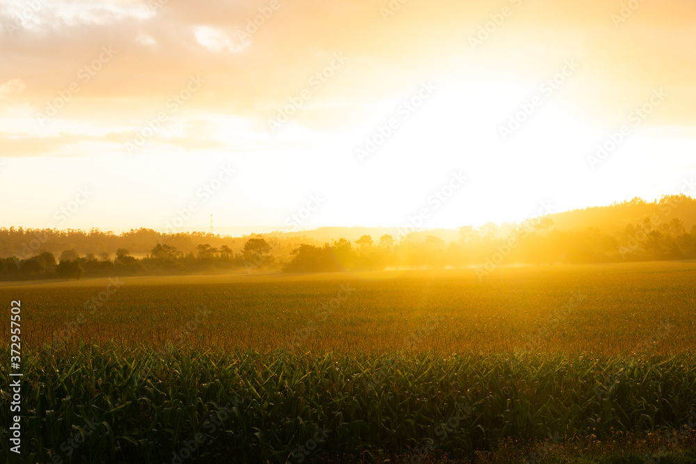 Rays of the sun during sunrise with orange colors in a field