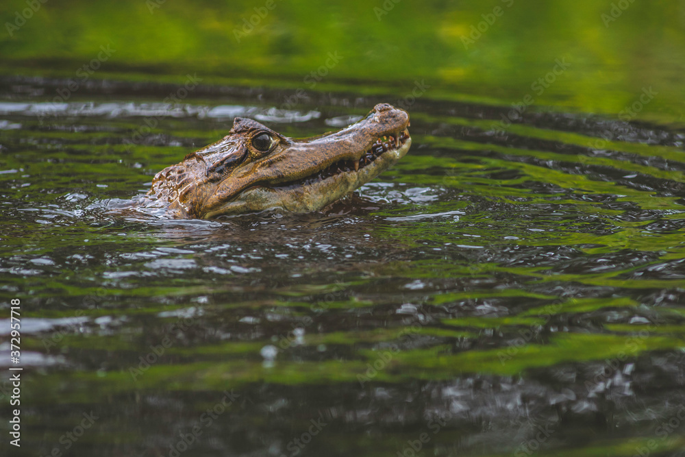 Baby crocodiles swimming and playing around in the waters of the Amazon rainforest