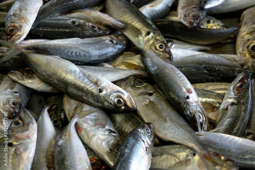 Raw of fishes at a market shop