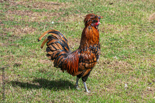 Photo Golden laced polish rooster cockerel